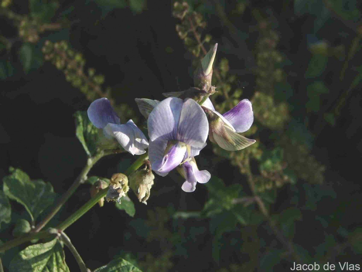 Crotalaria verrucosa L.